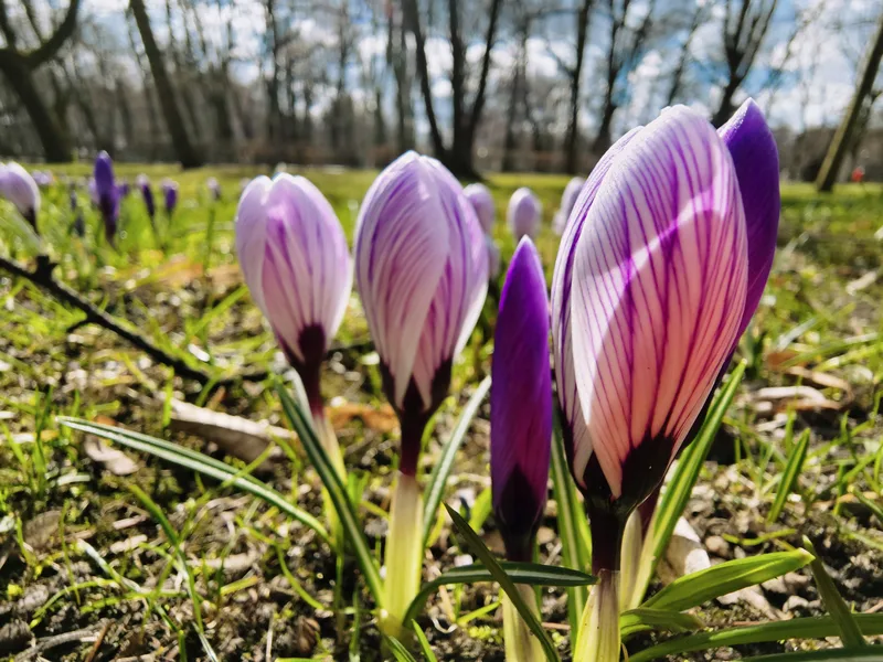 Wiosna w ogrodach Lazienek Krolewskich - kwitnace drzewa i zielone trawniki