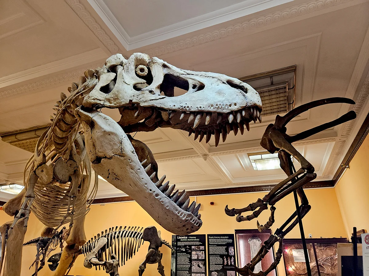 Szkielet tarbozaura w Muzeum Ewolucji