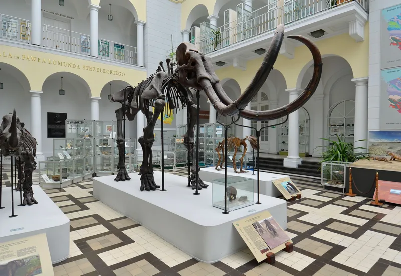 Szkielet mamuta włochatego wyeksponowany w głównej sali Muzeum Geologicznego